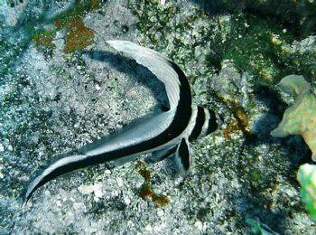 Drum fish juvenile, Cozumel / SONY DSCP10 by Yannick Abel-Coindoz 